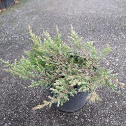 Juniperus communis Repanda 20 cm