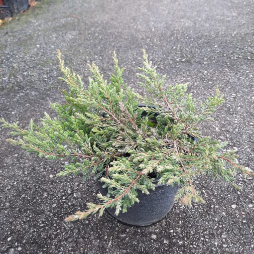 Juniperus communis Repanda 20 cm