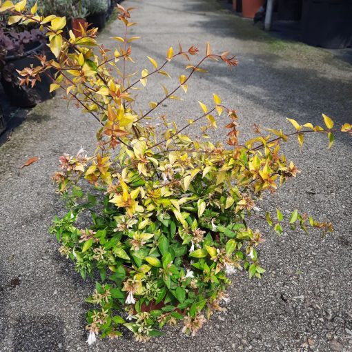 Abelia 'Golden Spot', g