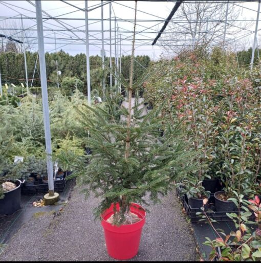 Abies alba - Jelka u busenu 1.8-2m