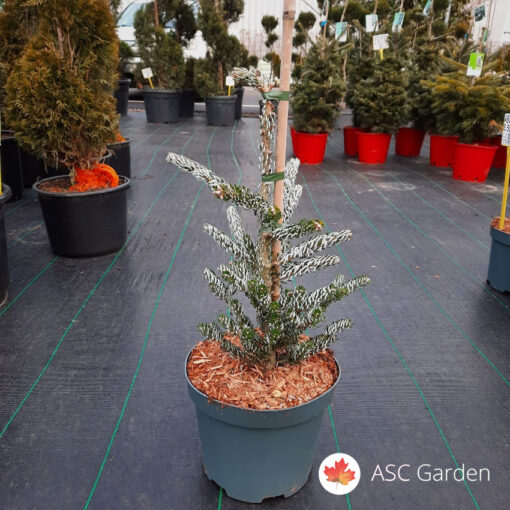 Abies koreana 'Silberlocke'