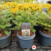 Abies koreana