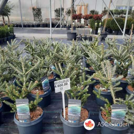 Abies koreana ‘Silberlocke’