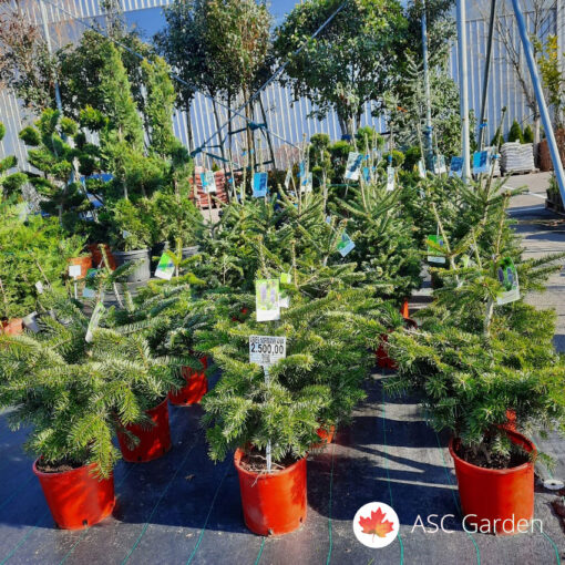 Abies nordmanniana – Kavkaska jela 80 cm NEMA NA STANJU