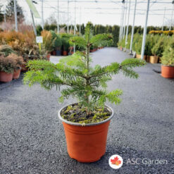 abies nordmanniana