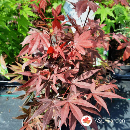 Acer palmatum Atropurpureum 45 cm