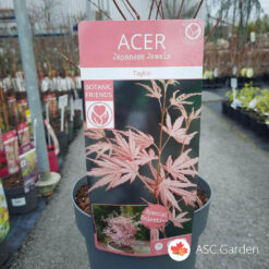 Acer palmatum ‘Taylor’ 45 cm