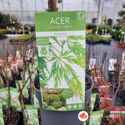 Acer palmatum ‘Dissectum’ 45 cm