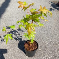 Acer palmatum Atropurpureum 25 cm