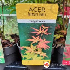 Acer_Palmatum Orange Dream