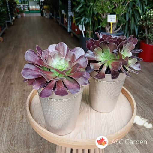 Aeonium arboreum 30 cm