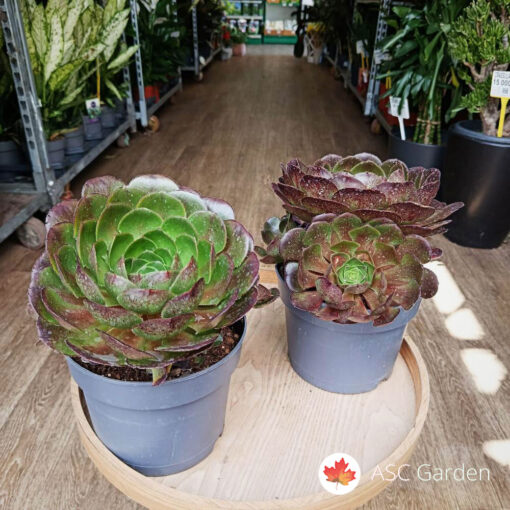 Aeonium arboreum 'Velours' – 25 cm fi 17 cm