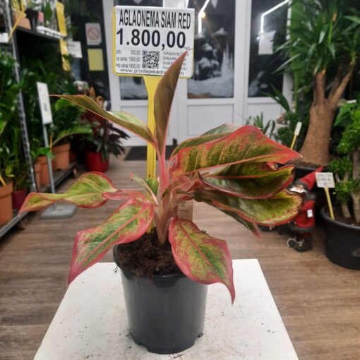 Aglaonema Siam Red – Sobna Biljka 40 cm