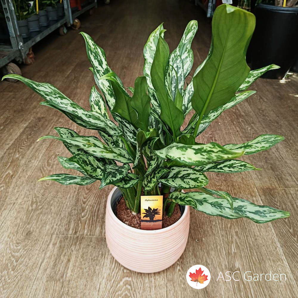 Aglaonema 55 cm