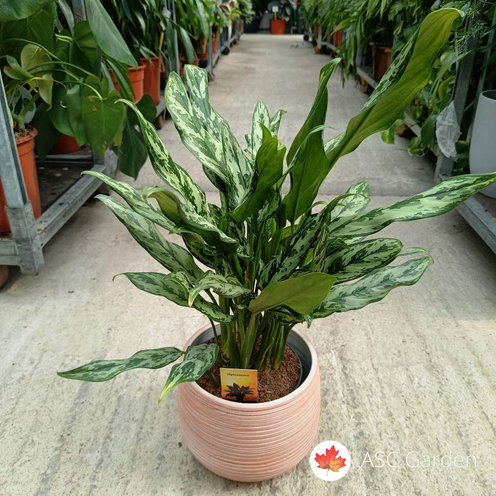 Aglaonema 55 cm - Slika 3