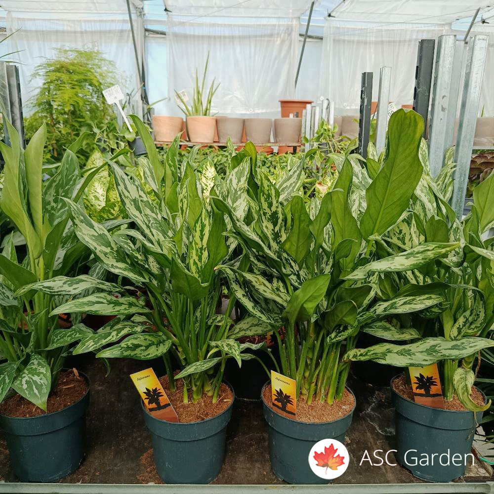 Aglaonema 55 cm - Slika 4