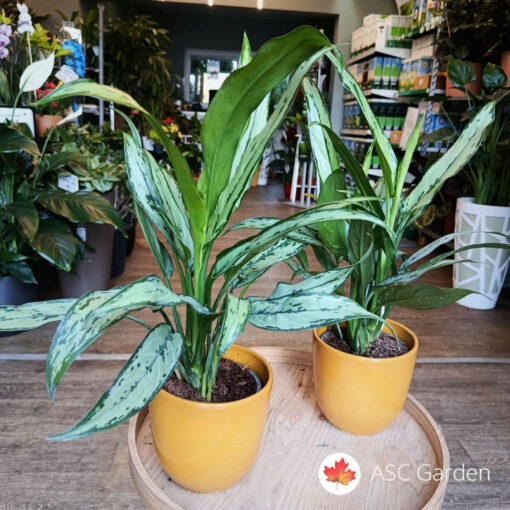 Aglaonema 'Cutlass' 40 cm