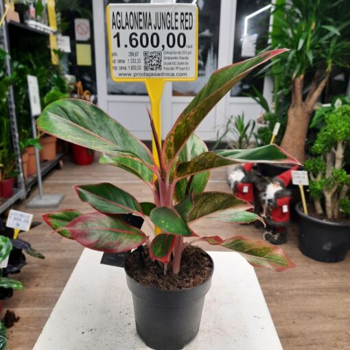 Aglaonema Jungle Red, sobna biljka visine 40 cm u saksiji fi12 cm. Sa upečatljivim crvenim i zelenim listovima, idealna za dekoraciju unutrašnjih prostora.
