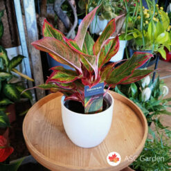 Aglaonema ‘Red Fire’ – 30 cm fi 12 cm