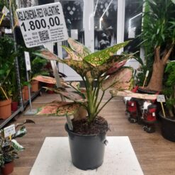 Aglaonema Red Valentine – Sobna Biljka 40 cm Da li je ovako u skladu sa tvojim zahtevima? 😊