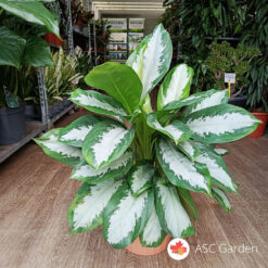 Aglaonema Silver Bay 60 cm