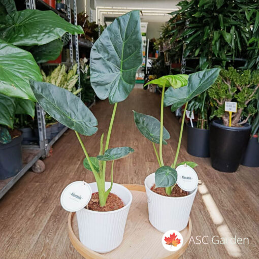Alocasia Golden Bone 35 cm