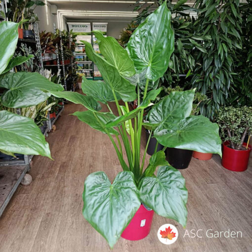 Alocasia cucullata 110 cm