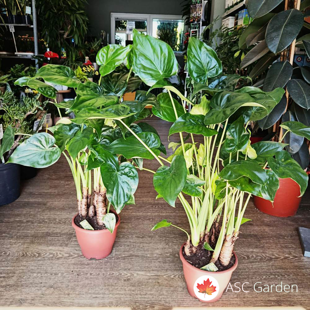Alocasia cucullata 90 cm - Slika 3