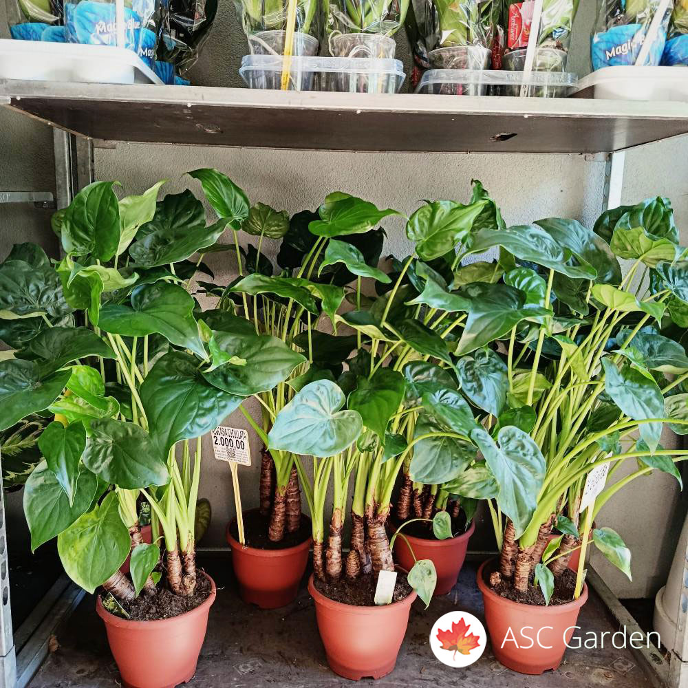 Alocasia cucullata 90 cm - Slika 4