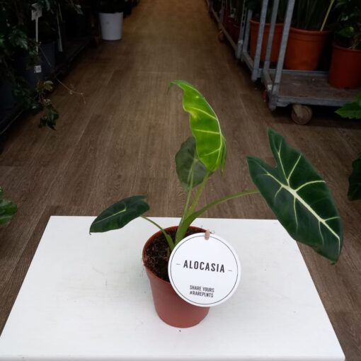Alocasia frydek 35 cm