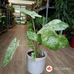 Alocasia macrorrhiza splash 45 cm