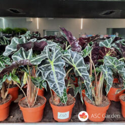 Alocasia polly 45 cm