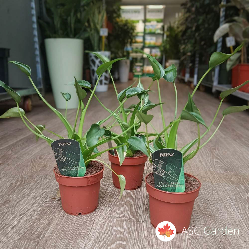 Alocasia tiny dancer 30 cm