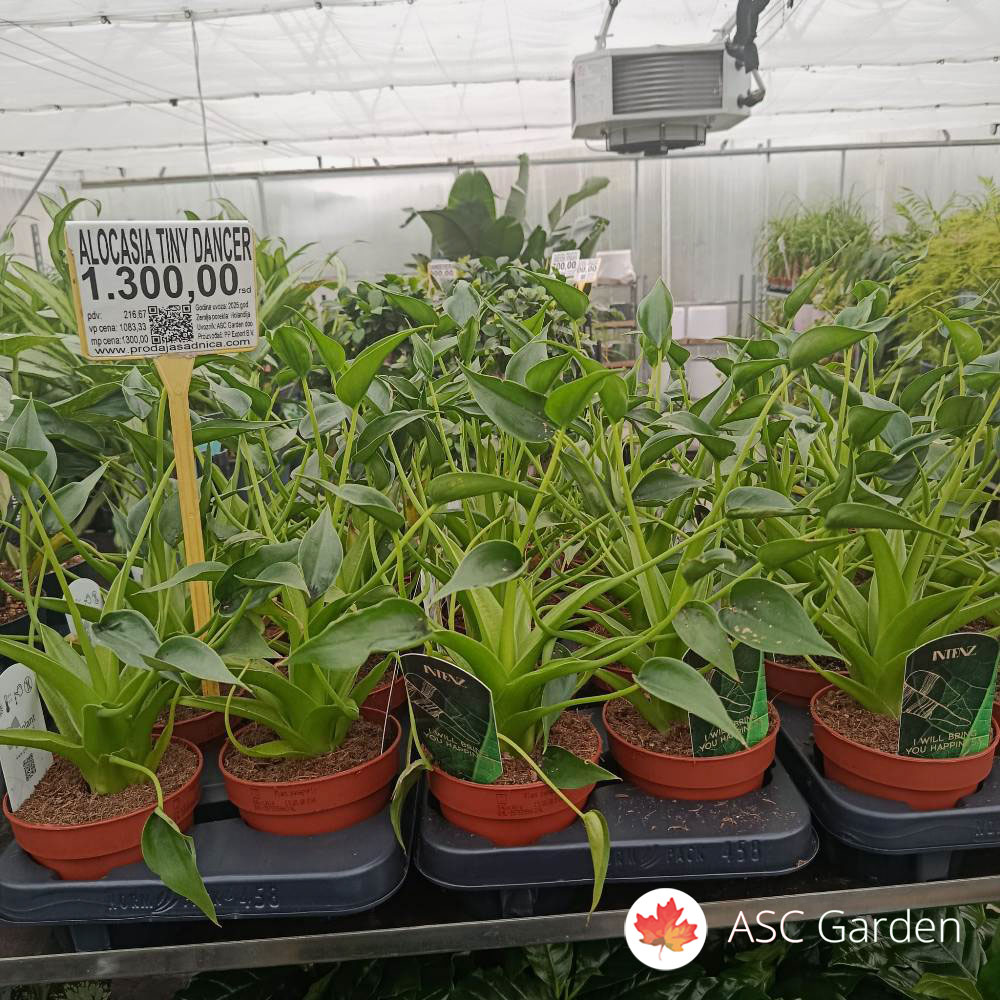 Alocasia tiny dancer 30 cm - Slika 3