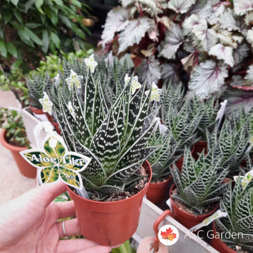 Aloe 'Tiki Tahi' 15 cm