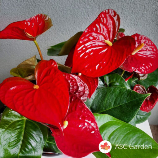 Anthurium Jumbo red 65 cm