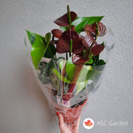 Anturijum  ‘Chocolate Love’  50 cm