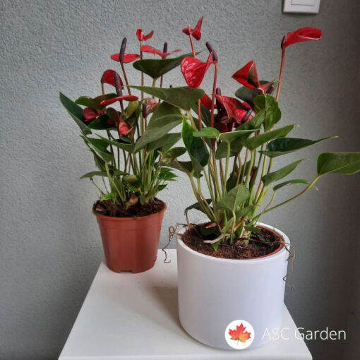 Anturijum ‘Lipstick Red’ 40 cm