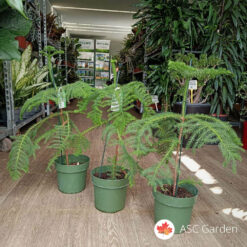 Araucaria heterophylla 70 cm