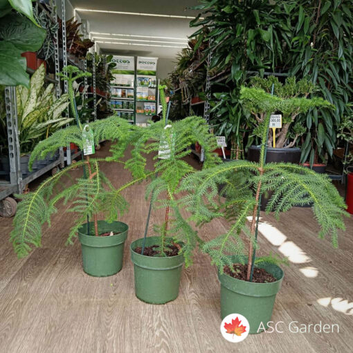  Araucaria heterophylla 70 cm