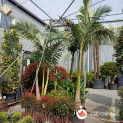 Archontophoenix alexandrae 300-350cm