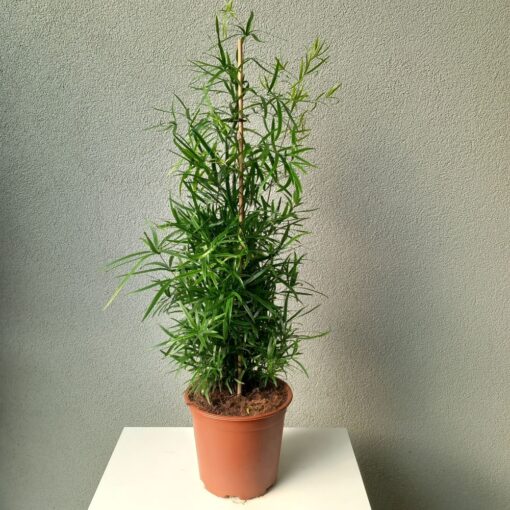 Asparagus falcatus 75 cm
