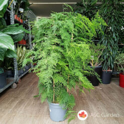 Asparagus plumosus 130 cm
