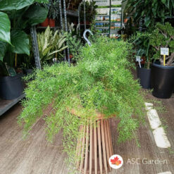 Asparagus sprengeri 50 cm