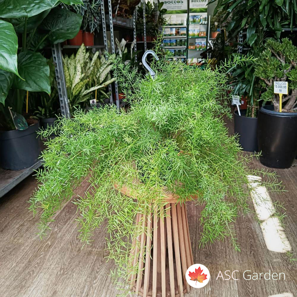 Asparagus sprengeri 50 cm