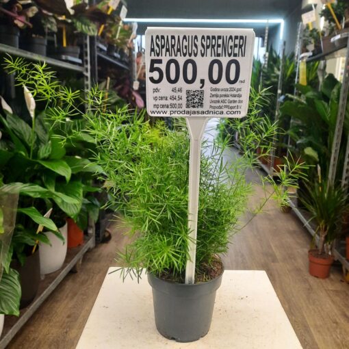 Asparagus sprengeri 35 cm