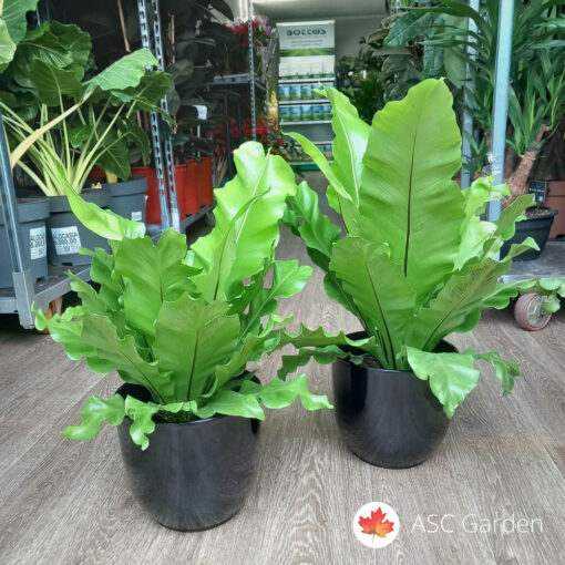 Asplenium nidus 45 cm