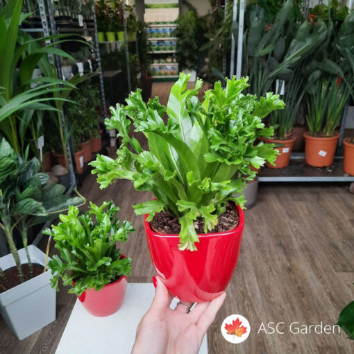 Asplenium 'Leslie' 25 cm
