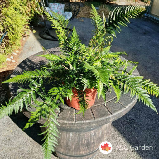 Athyrium 50 cm