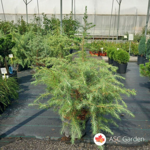 Cedrus atlantica 110 cm